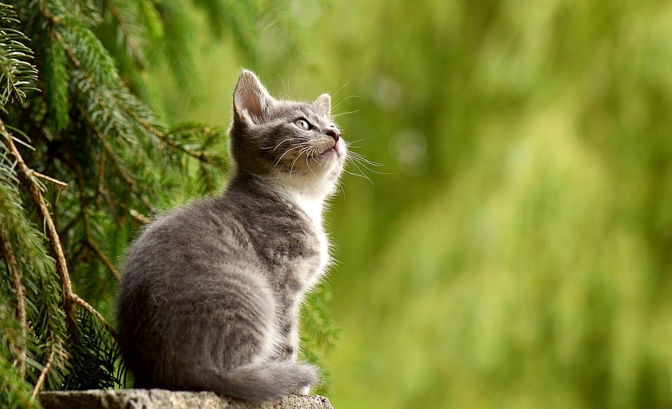 Animals As Omens