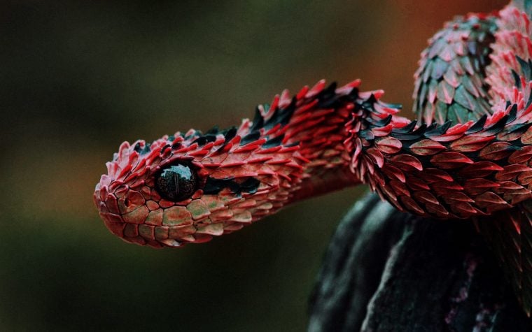 Animals As Omens