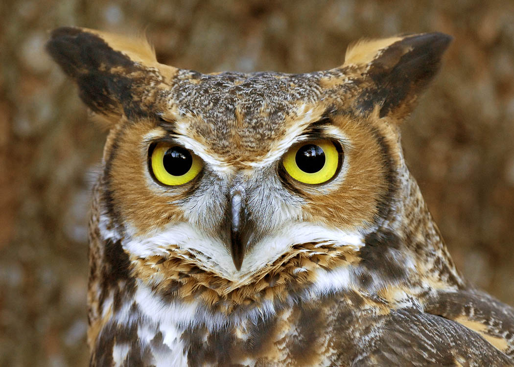 Animals As Omens