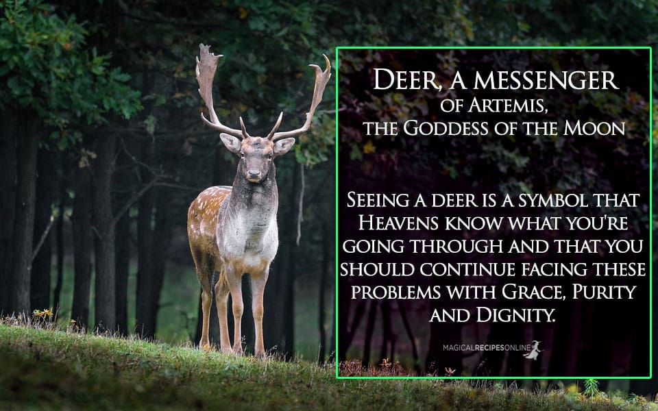Animals As Omens