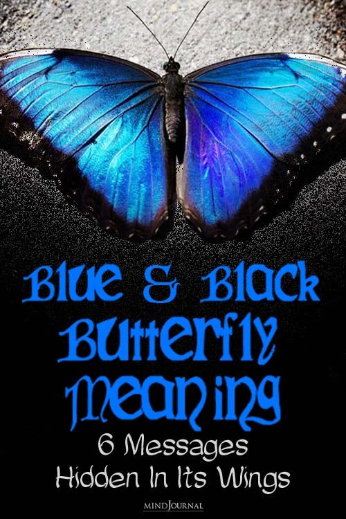 blue and black butterfly