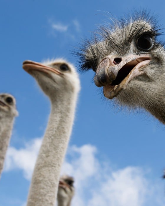 ostrich parenting style